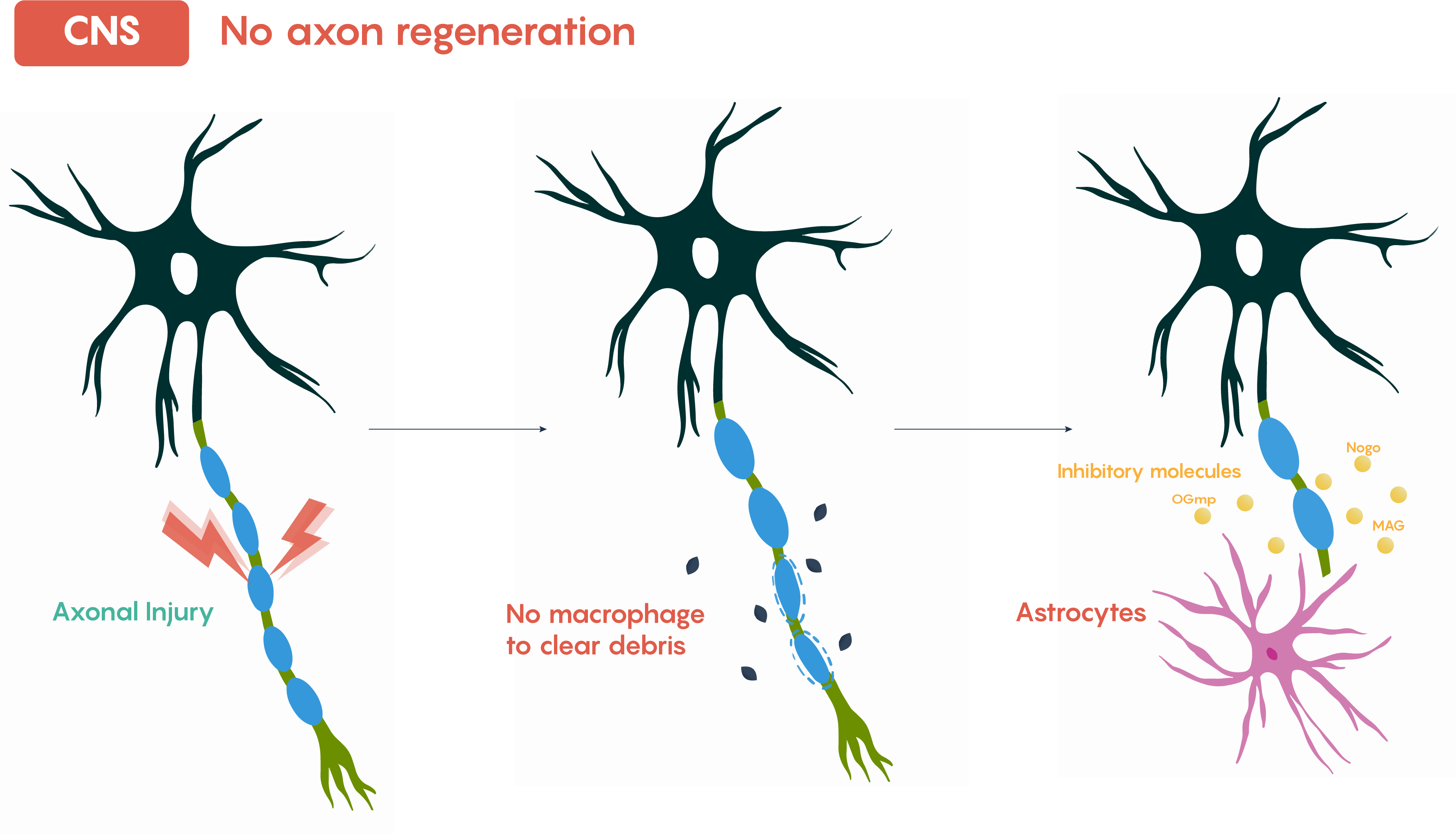 acute-neuronal-injury-the-role-of-excitotoxic