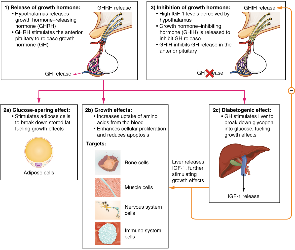 1-7-the-endocrine-system-neurosciencecdn2