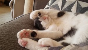 A gray and white cat showing his belly