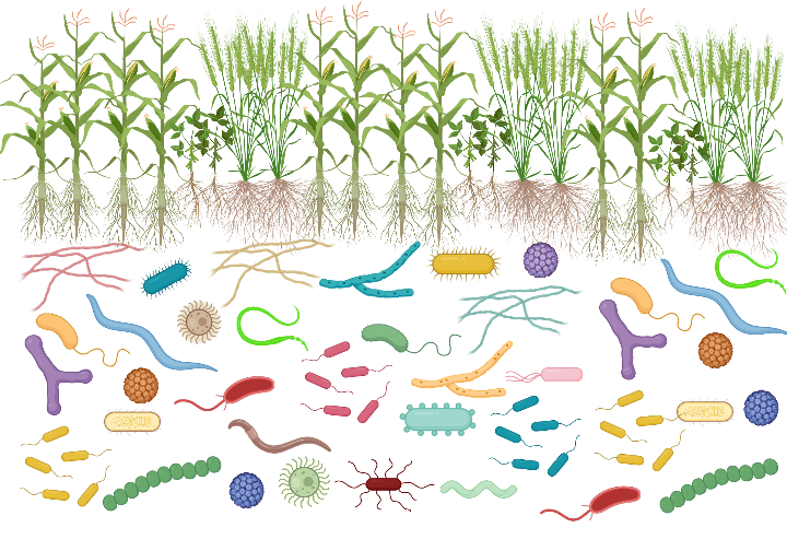 Cover image for Exploring the Hidden World of Microbes
