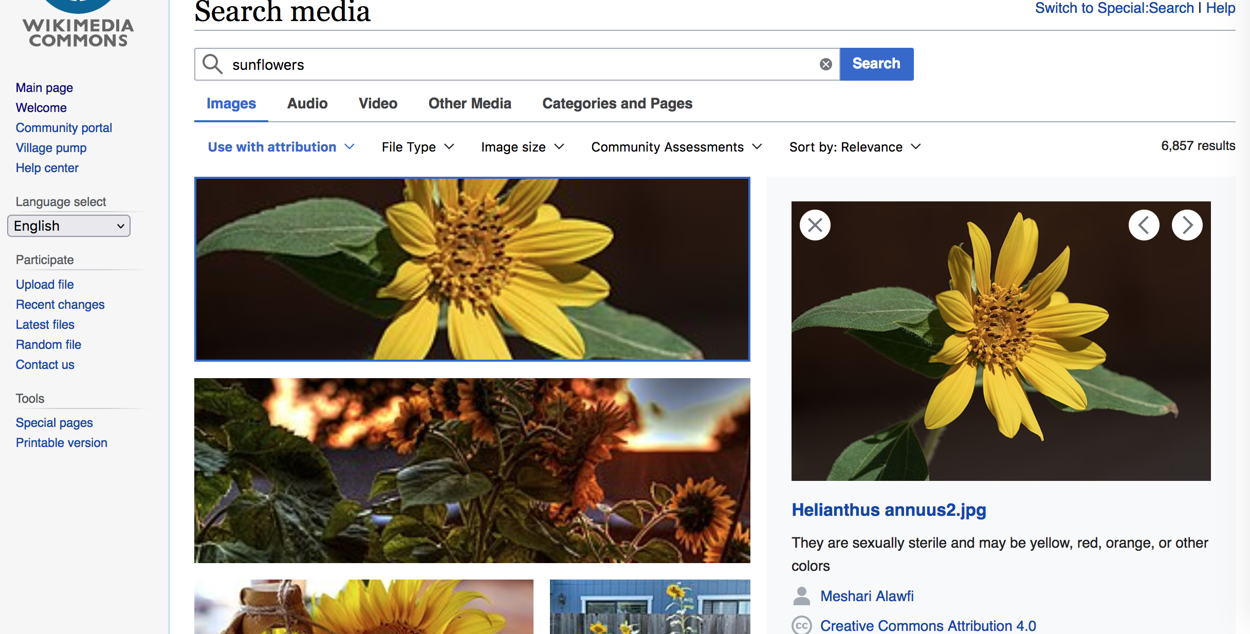 Wikimedia Commons search result selected